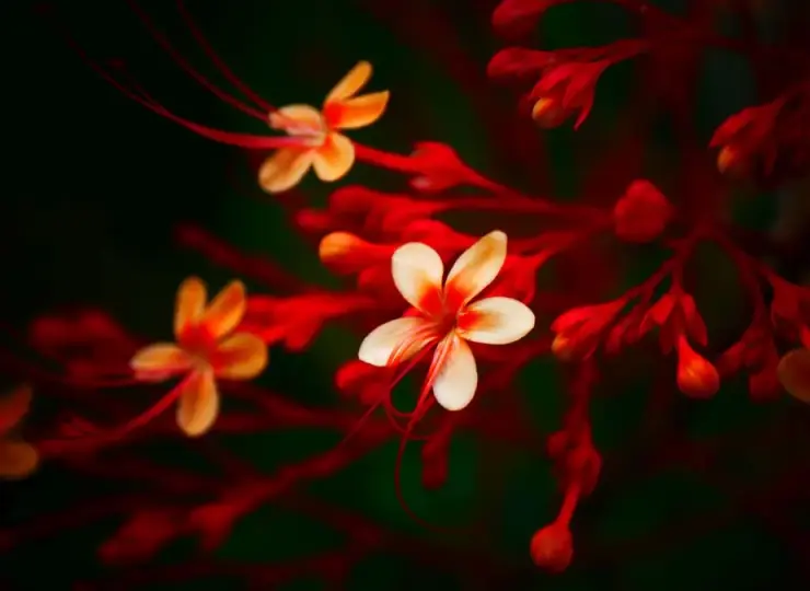 Cream and red flowers glowing against a dark green background