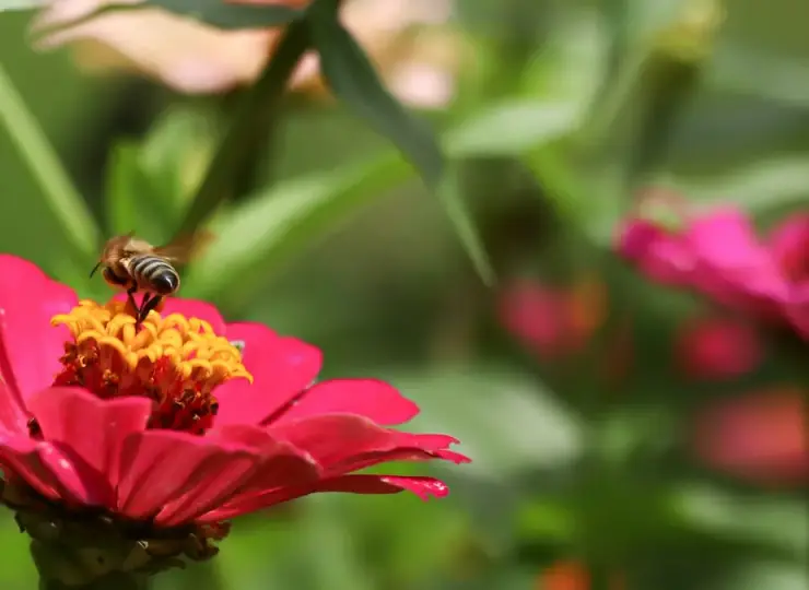 Bee resting on a flower in a garden