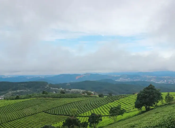 Green tea fields at Cau Dat under a bright cloudy sky