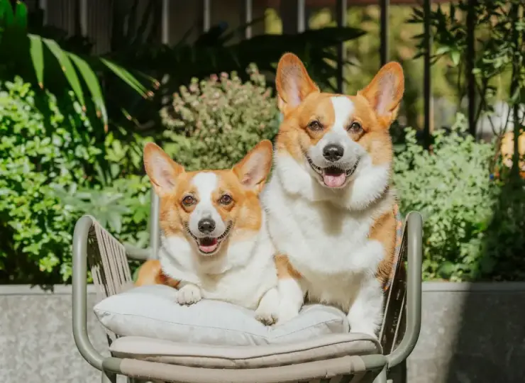 Two corgis sitting together on an outdoor chair