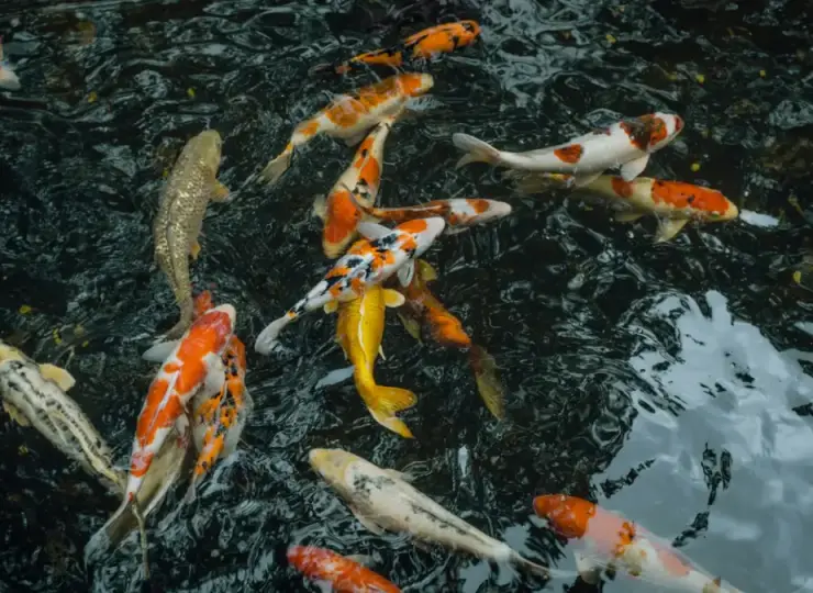 Koi fish swimming together in a pond