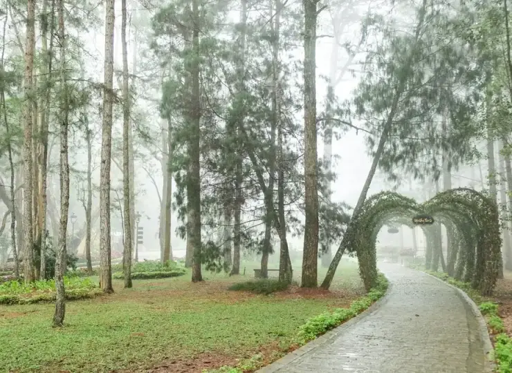 Misty forest path after rain at Valley of Love in Da Lat