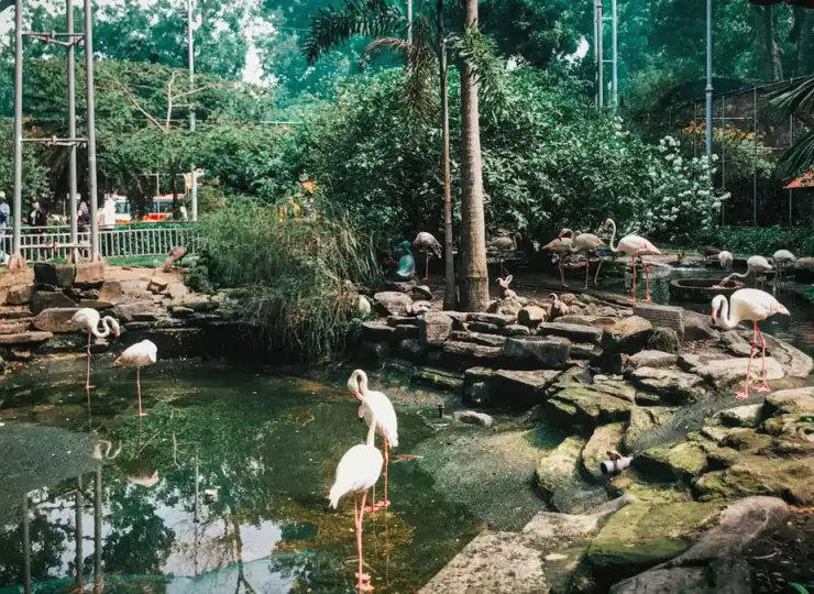Flamingos standing in a pond at Saigon Zoo and Botanical Garden