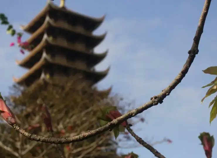 Tree branches and leaves at Thien Quang Pagoda in Mui Ne