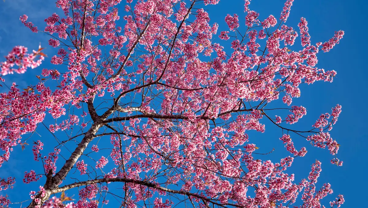 Pink mai anh dao blossoms against a clear blue sky in Da Lat