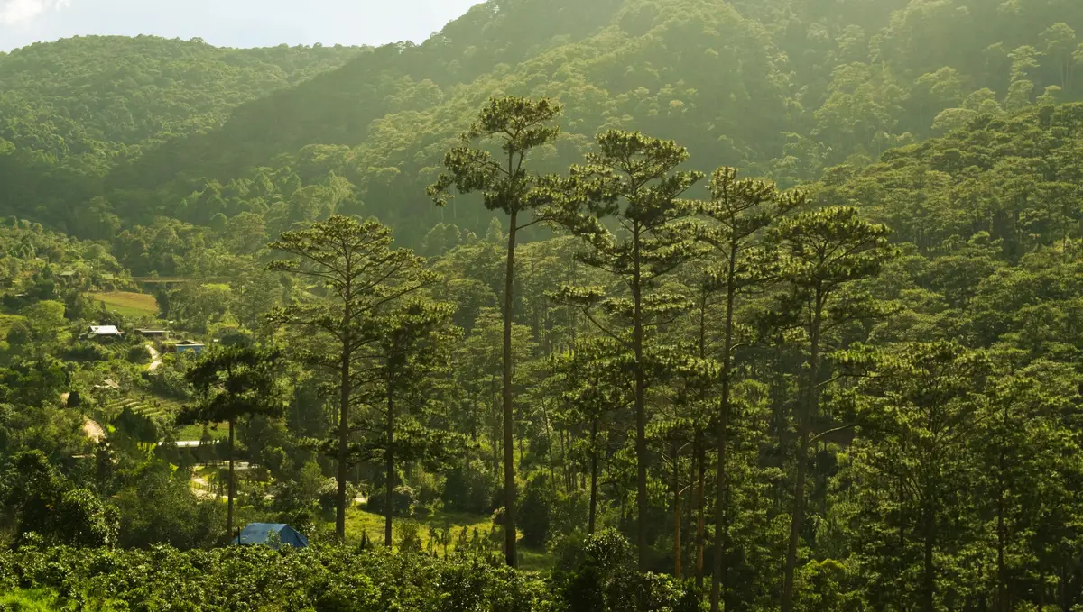 Pine-covered hills in the countryside around Da Lat